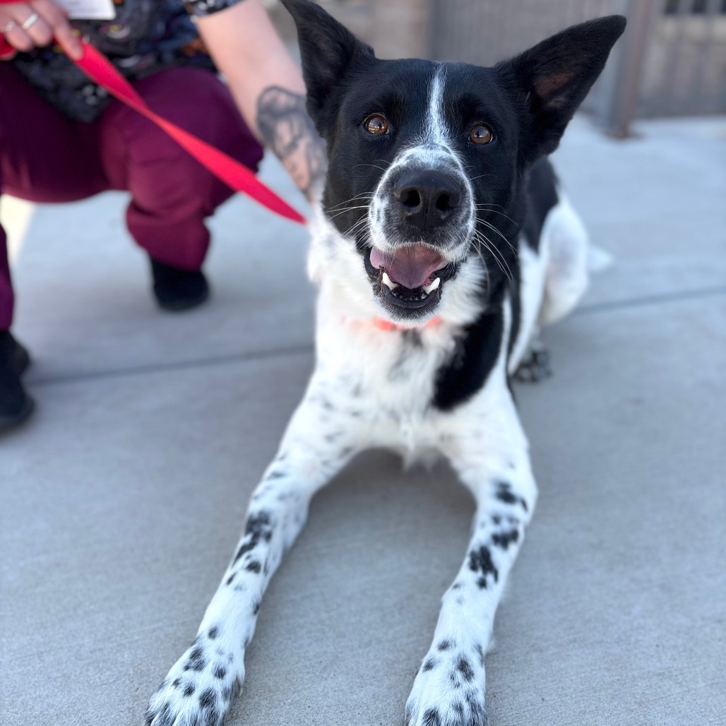 Blue, an adoptable Mixed Breed in Great Falls, MT, 59404 | Photo Image 2