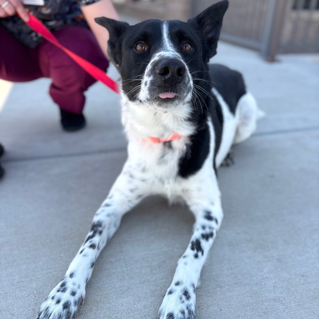 Blue, an adoptable Mixed Breed in Great Falls, MT, 59404 | Photo Image 3