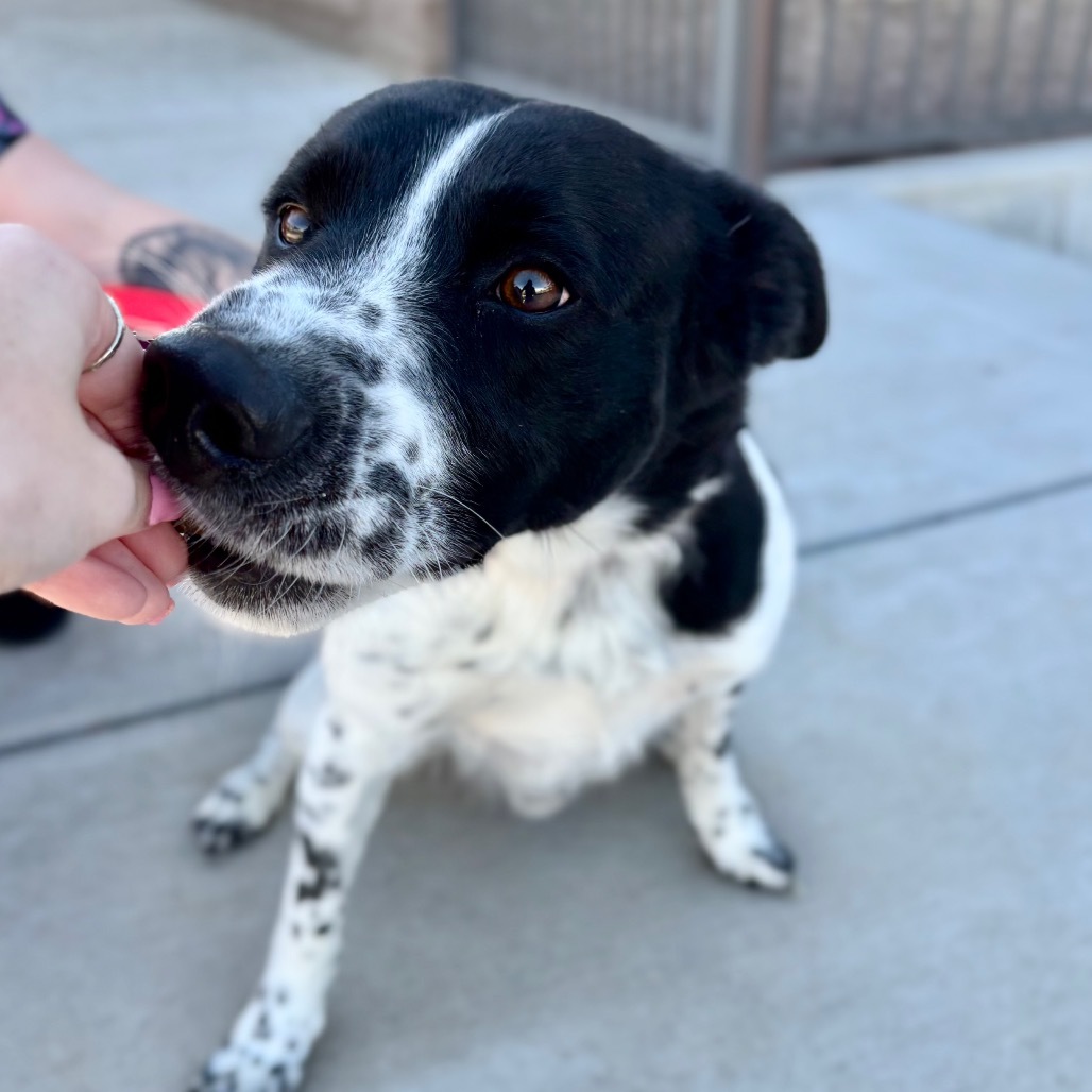 Blue, an adoptable Mixed Breed in Great Falls, MT, 59404 | Photo Image 4