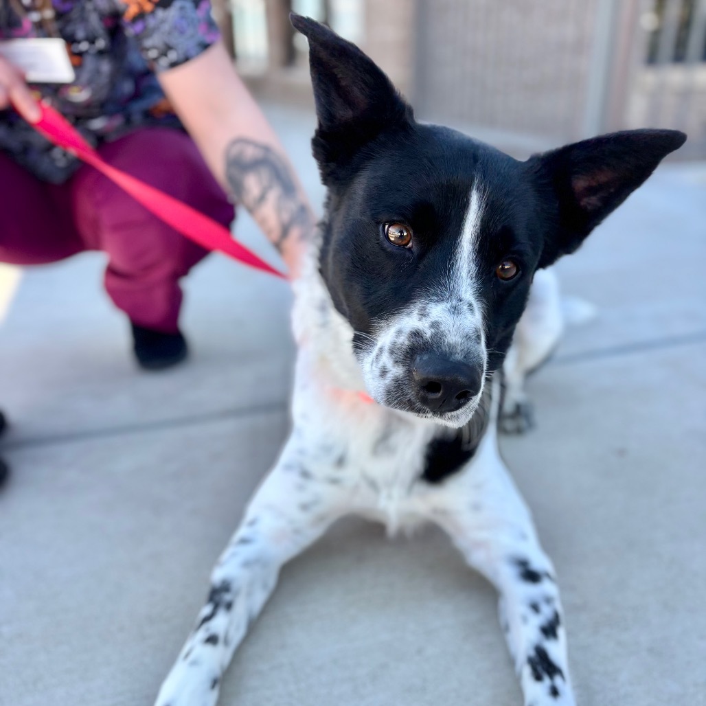 Blue, an adoptable Mixed Breed in Great Falls, MT, 59404 | Photo Image 5