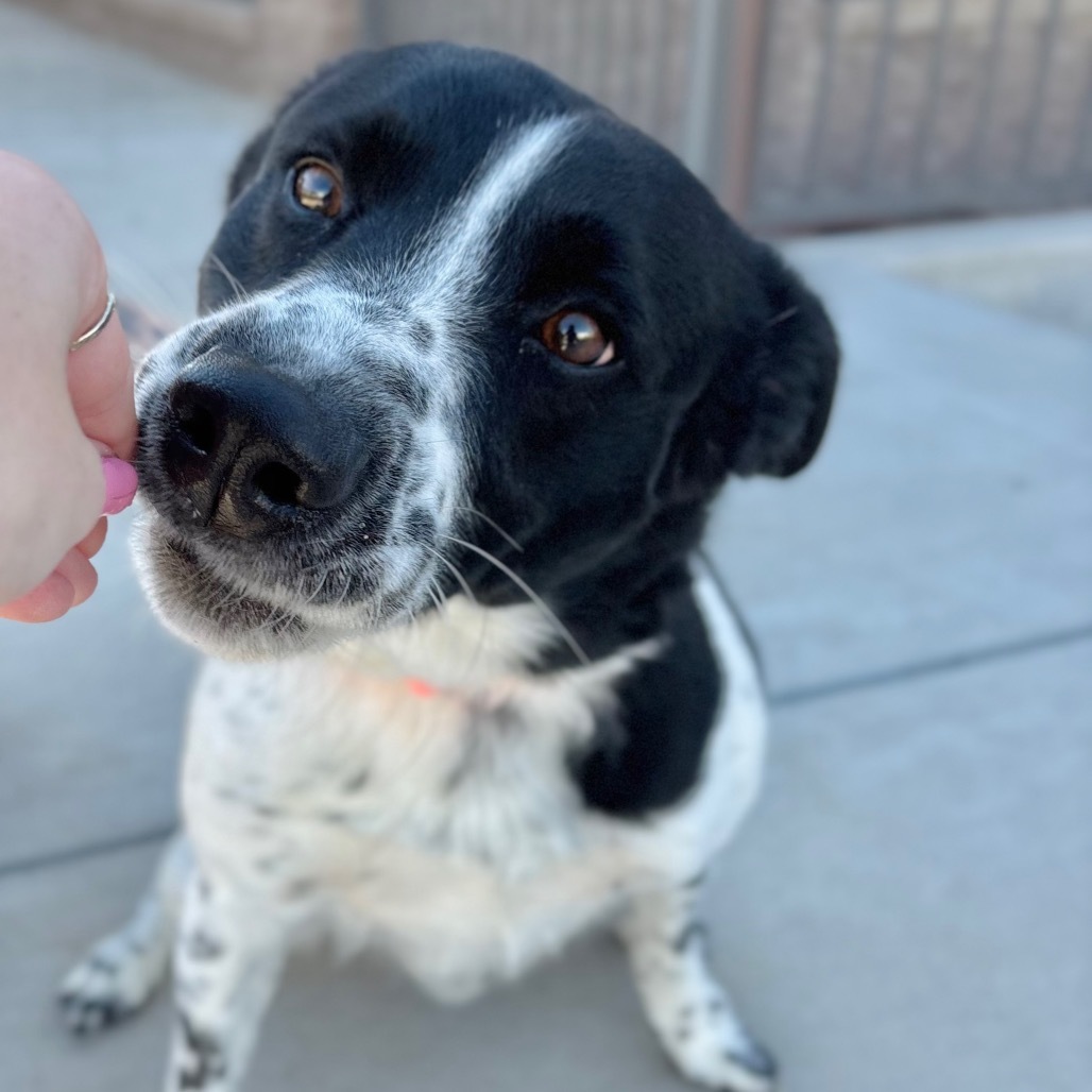 Blue, an adoptable Mixed Breed in Great Falls, MT, 59404 | Photo Image 6