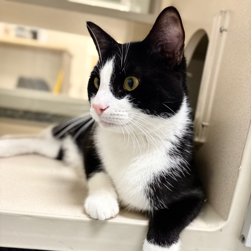 Clyde, an adoptable American Shorthair in Great Falls, MT, 59404 | Photo Image 1