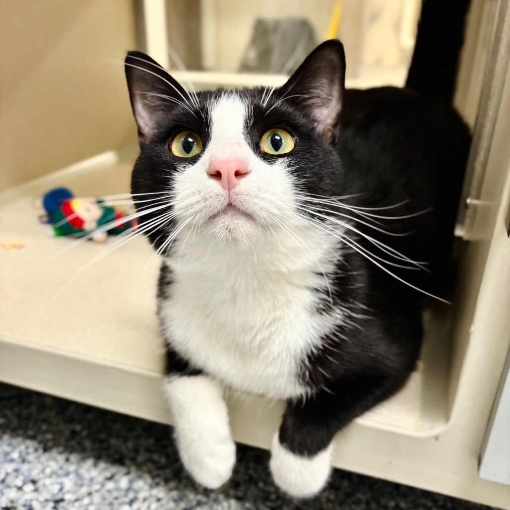 Clyde, an adoptable American Shorthair in Great Falls, MT, 59404 | Photo Image 2