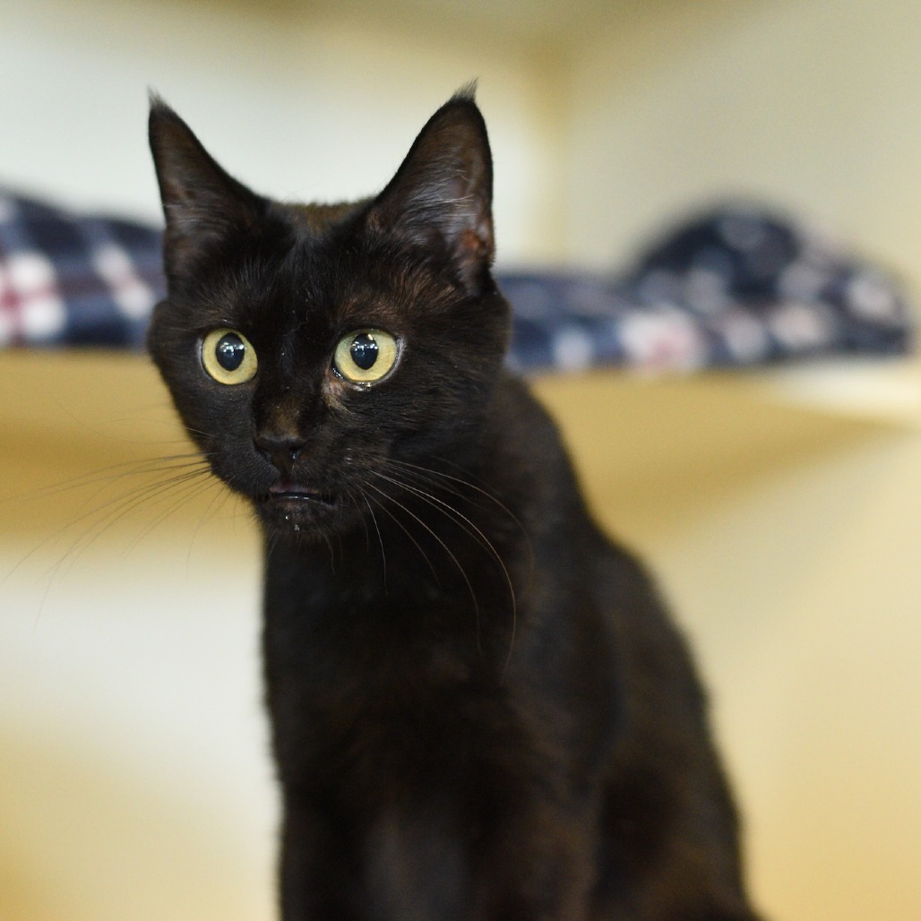 Grace, an adoptable Domestic Short Hair in Idaho Falls, ID, 83402 | Photo Image 1