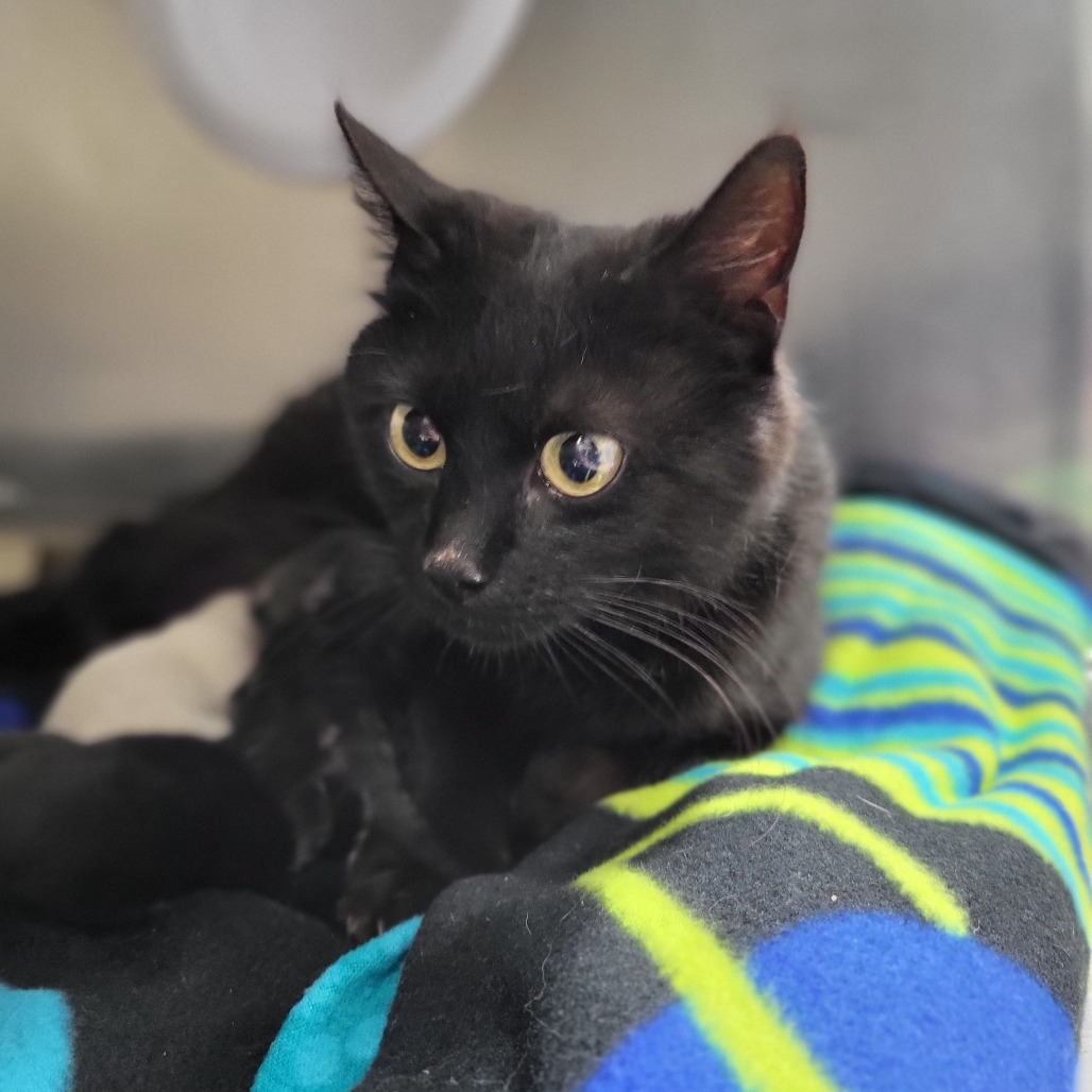 Grace, an adoptable Domestic Short Hair in Idaho Falls, ID, 83402 | Photo Image 2