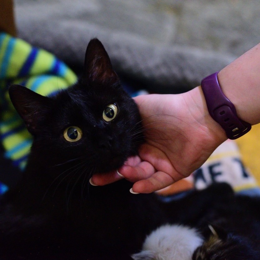 Grace, an adoptable Domestic Short Hair in Idaho Falls, ID, 83402 | Photo Image 3