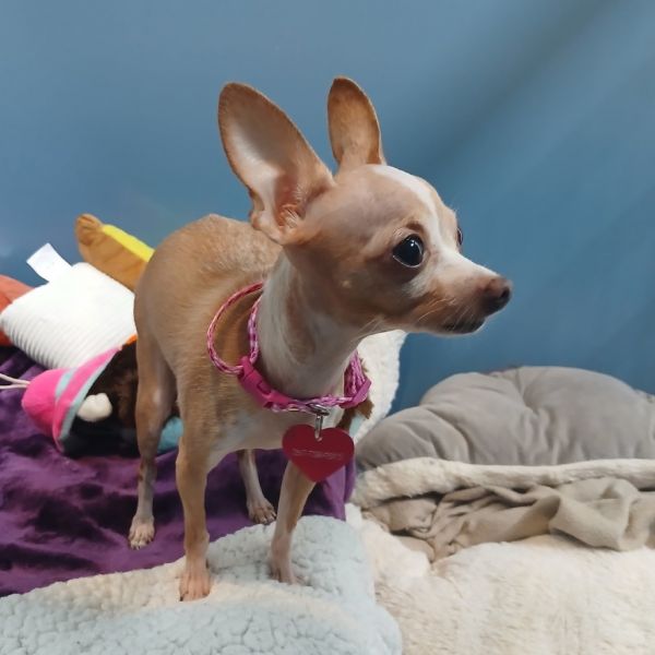 Bella