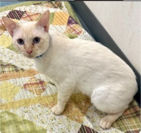 Babi, Adult Male unknown