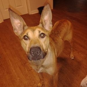 Daisy, Adult Female unknown