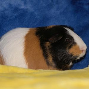 Devin (bonded with Dally) Guinea Pig Small & Furry