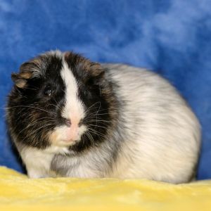 Dally (bonded with Devin) Guinea Pig Small & Furry