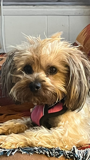 Ozzie