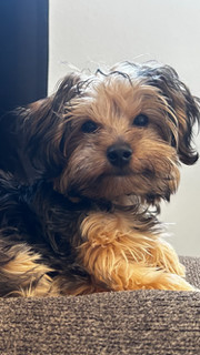 Ozzie