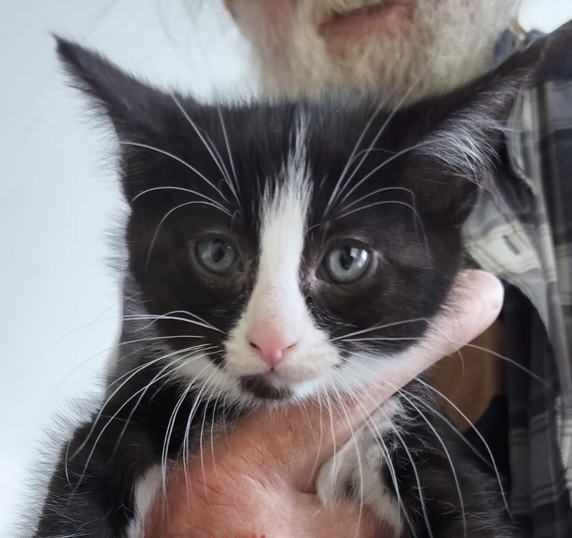 Willow, an adoptable Domestic Short Hair in Boone, CO, 81025 | Photo Image 1