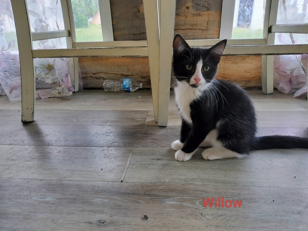 Willow, an adoptable Domestic Short Hair in Boone, CO, 81025 | Photo Image 2