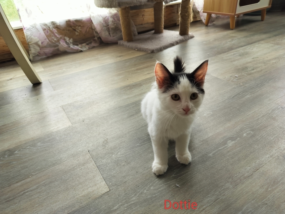 Dotty, an adoptable Domestic Short Hair in Boone, CO, 81025 | Photo Image 1