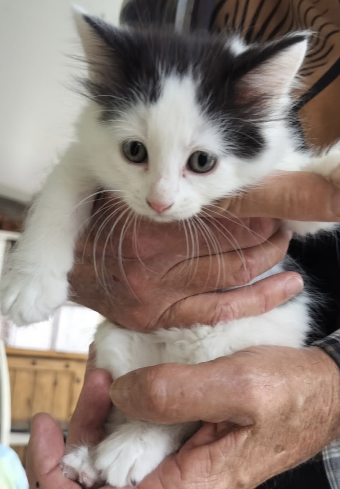 Dotty, an adoptable Domestic Short Hair in Boone, CO, 81025 | Photo Image 2