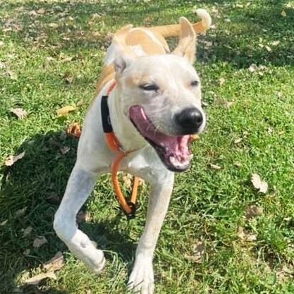 Rowdy (Formerly MC Hammer)