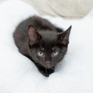 Pickle Toes Domestic Short Hair Cat