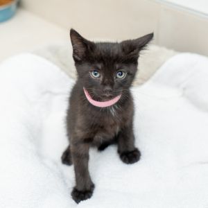 Meowstro Domestic Short Hair Cat
