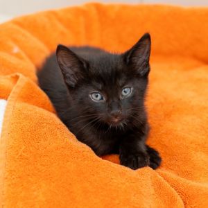 Waffleton Domestic Short Hair Cat