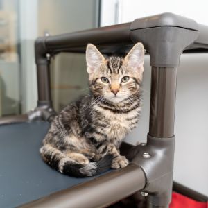 Wobbles McGee Domestic Short Hair Cat