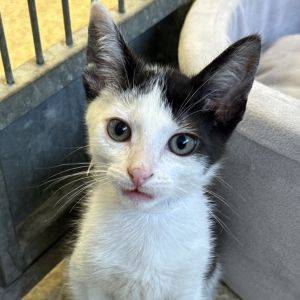 Orca Domestic Short Hair Cat