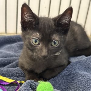 Narwhal Domestic Short Hair Cat