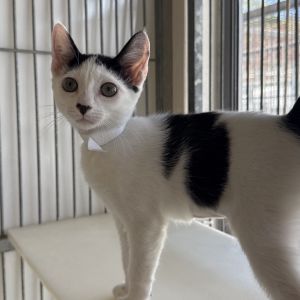 Zebra Domestic Short Hair Cat