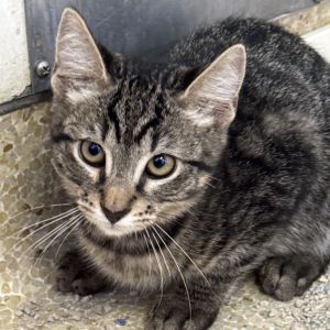 Hyena Domestic Short Hair Cat