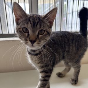 Gazelle Domestic Short Hair Cat