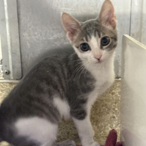 Koala Domestic Short Hair Cat