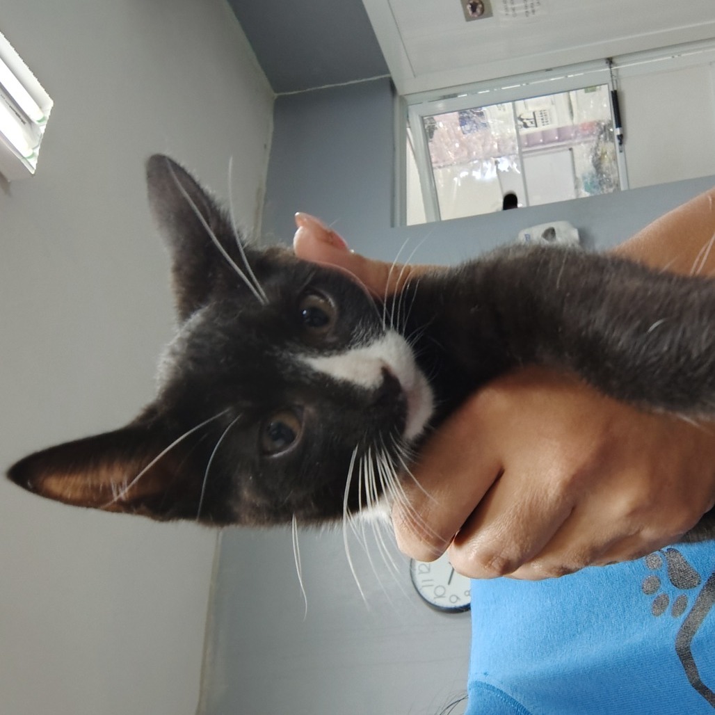 Tronki, an adoptable Domestic Short Hair in Vieques, PR, 00765 | Photo Image 1