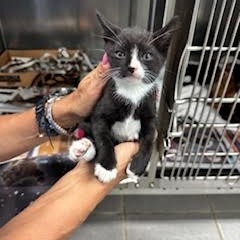 Tronki, an adoptable Domestic Short Hair in Vieques, PR, 00765 | Photo Image 2