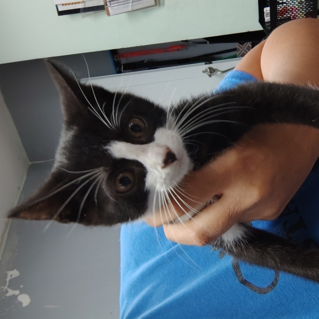 Hershey, an adoptable Domestic Short Hair in Vieques, PR, 00765 | Photo Image 1