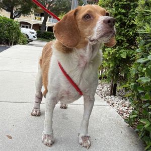 Chance Beagle Dog