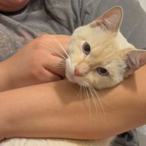 Milk is a stunning flame point siamese who came to us injured on the streets We have no idea how