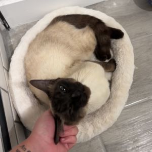 This is Sapphire She took up residence outside our friends home a few months a