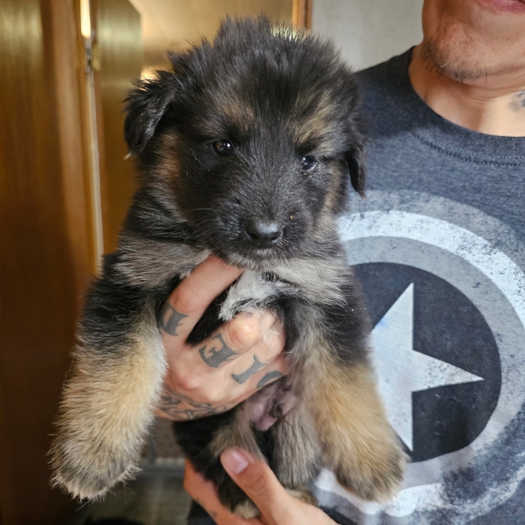 Riot (Blue Collar Boy), an adoptable Mixed Breed in Bismarck, ND, 58507 | Photo Image 1