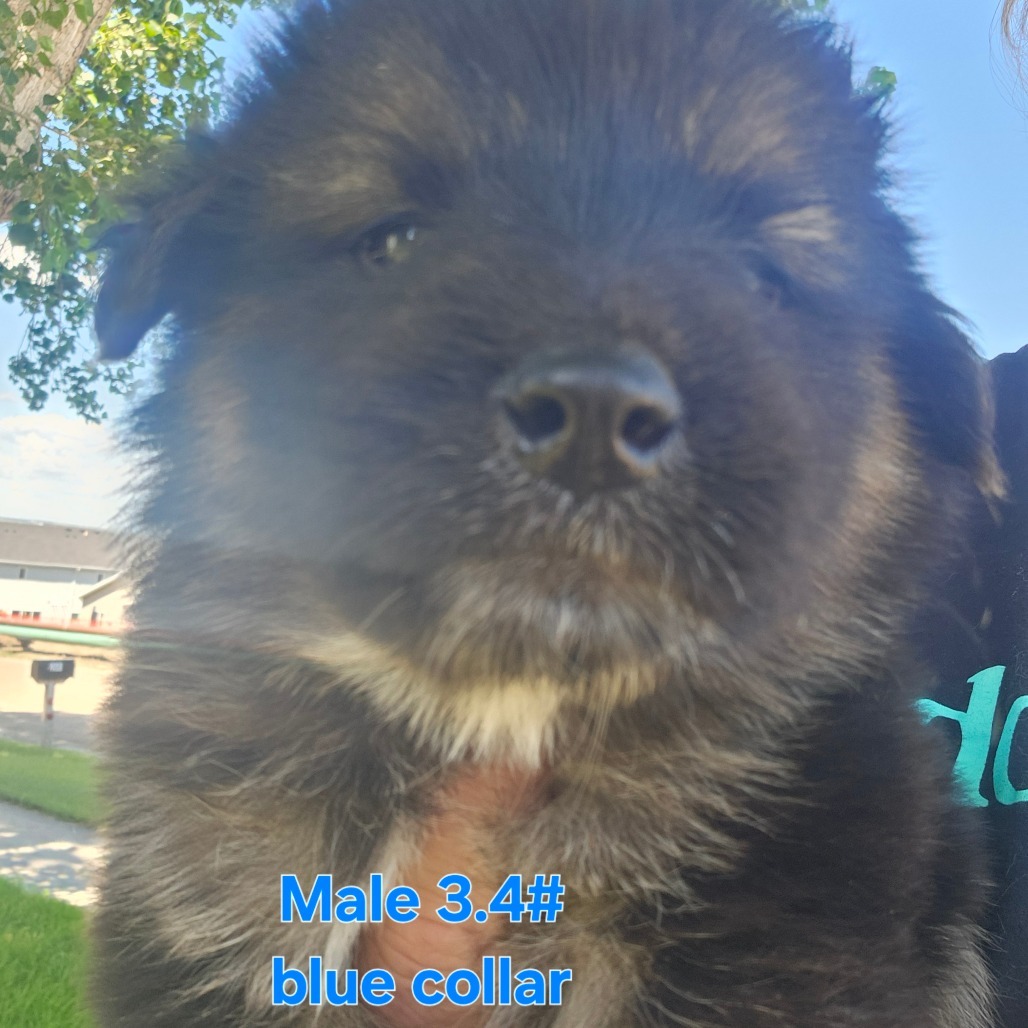 Riot (Blue Collar Boy), an adoptable Mixed Breed in Bismarck, ND, 58507 | Photo Image 2