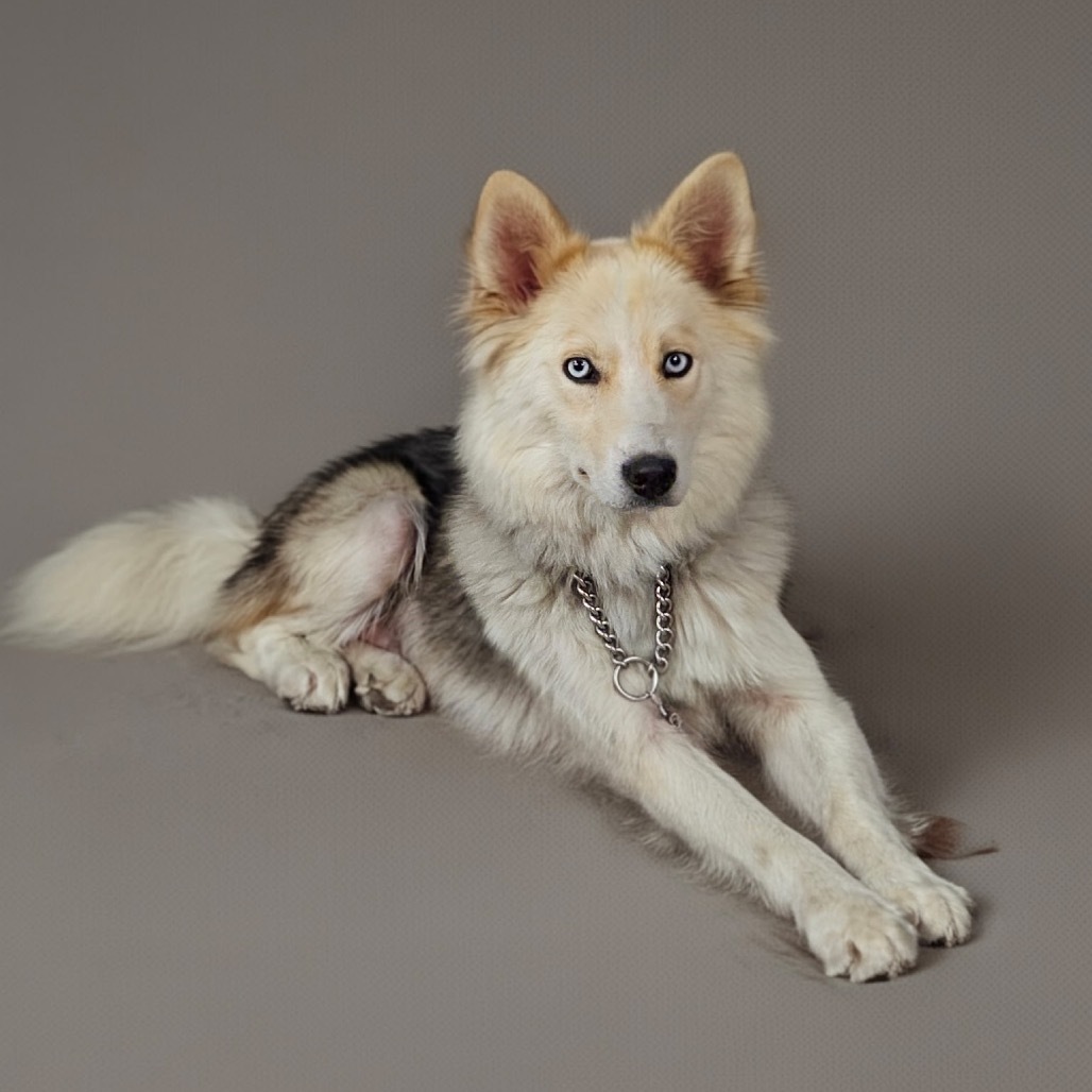 Pandora, an adoptable Mixed Breed in Bismarck, ND, 58507 | Photo Image 1