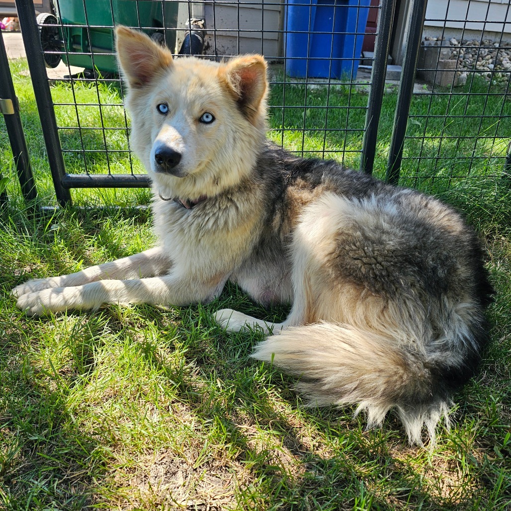 Pandora, an adoptable Mixed Breed in Bismarck, ND, 58507 | Photo Image 2