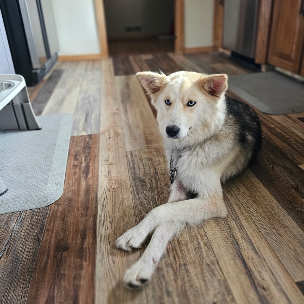 Pandora, an adoptable Mixed Breed in Bismarck, ND, 58507 | Photo Image 3
