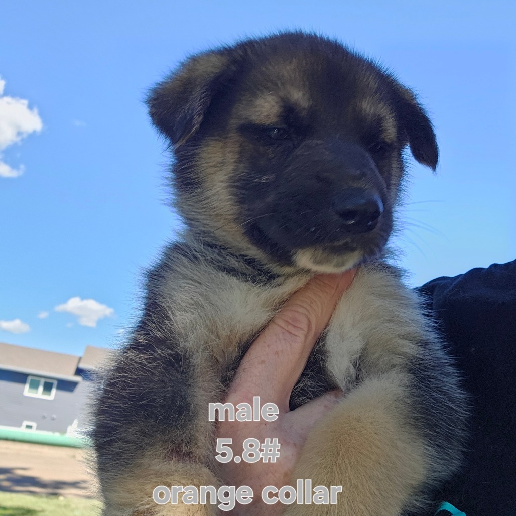 Chaos (Orange collar boy), an adoptable Mixed Breed in Bismarck, ND, 58507 | Photo Image 1