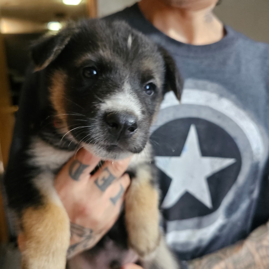 Havoc (Red collar boy), an adoptable Mixed Breed in Bismarck, ND, 58507 | Photo Image 1