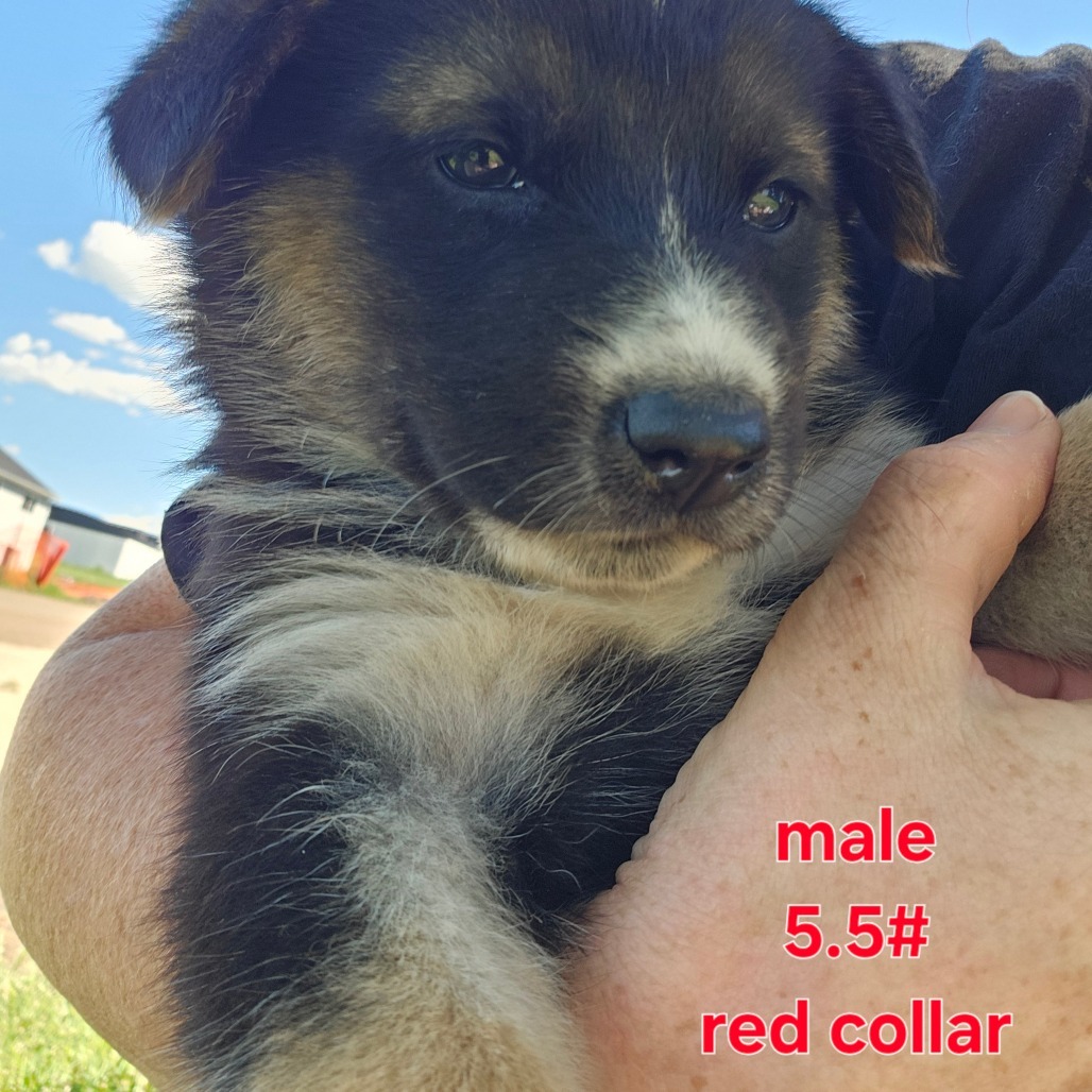 Havoc (Red collar boy), an adoptable Mixed Breed in Bismarck, ND, 58507 | Photo Image 2