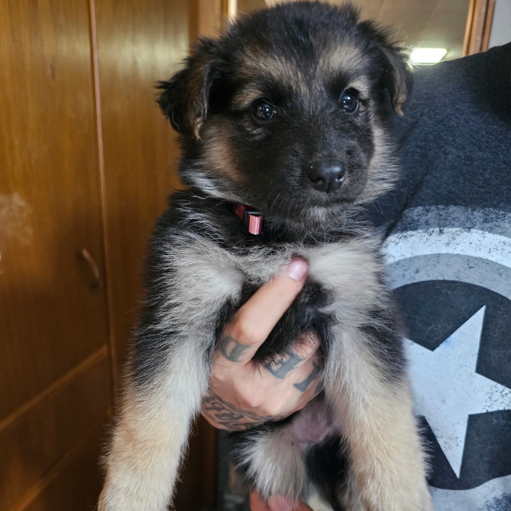 Banshee (light pink collar), an adoptable Mixed Breed in Bismarck, ND, 58507 | Photo Image 1
