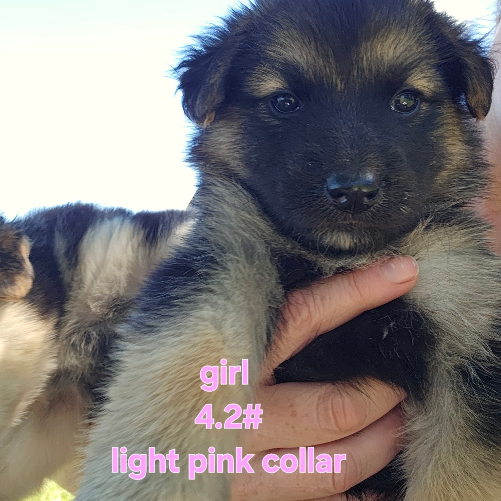 Banshee (light pink collar), an adoptable Mixed Breed in Bismarck, ND, 58507 | Photo Image 2