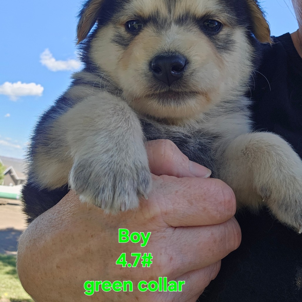 Mayhem (Green collar boy), an adoptable Mixed Breed in Bismarck, ND, 58507 | Photo Image 2