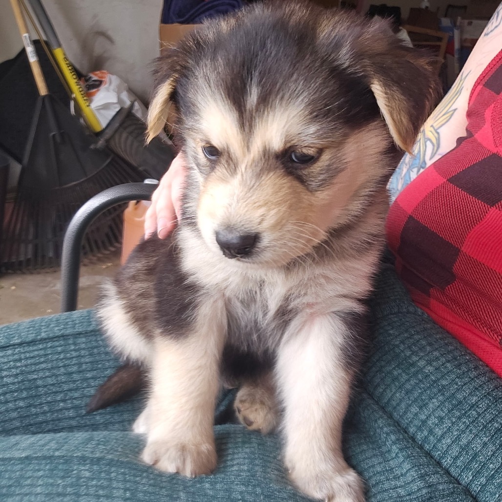 Mayhem (Green collar boy), an adoptable Mixed Breed in Bismarck, ND, 58507 | Photo Image 3